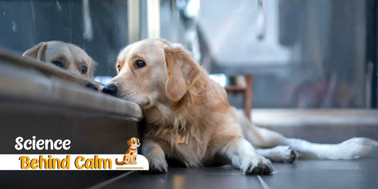 Why Is Hemp Oil Beneficial For Pets?