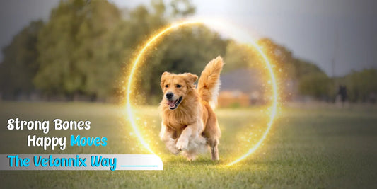 Supporting Pet Mobility with Vetonnix