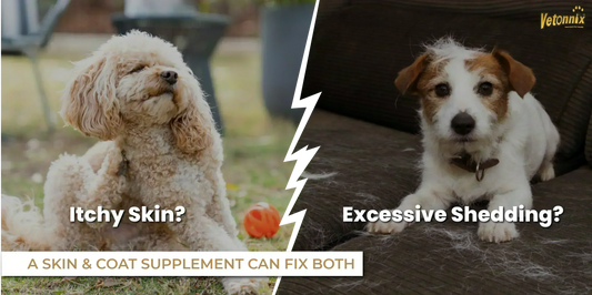 How a Pet Skin & Coat Supplement Can Stop Itchy Skin and Excessive Shedding