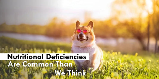 5 Signs Your Dog May Have a Nutritional Deficiency
