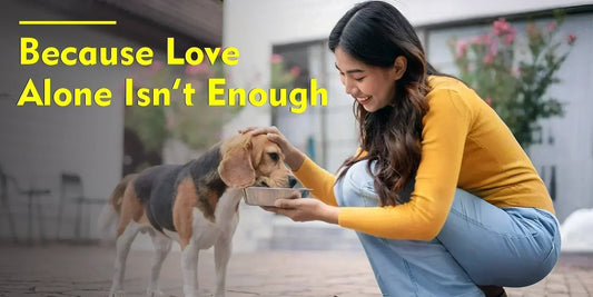 Why Do Our Pets Need Supplements?