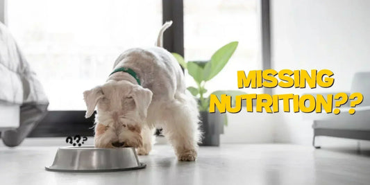 What’s Missing in Your Pet’s Bowl?